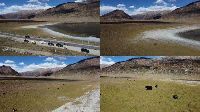 西藏高原溜牛