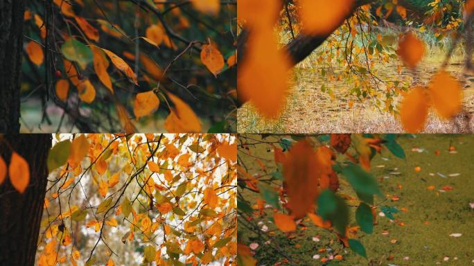 秋、秋天、落叶、黄色叶子