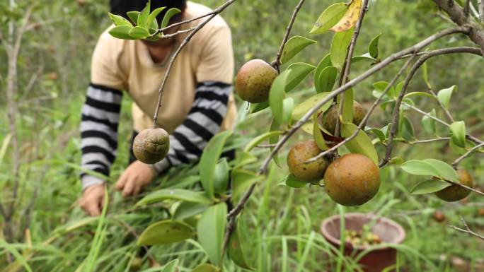 油茶籽采摘高山茶油树果采摘