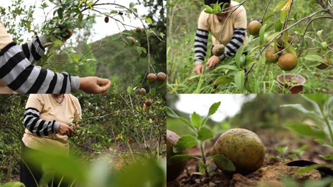 油茶籽采摘高山茶油树果采摘