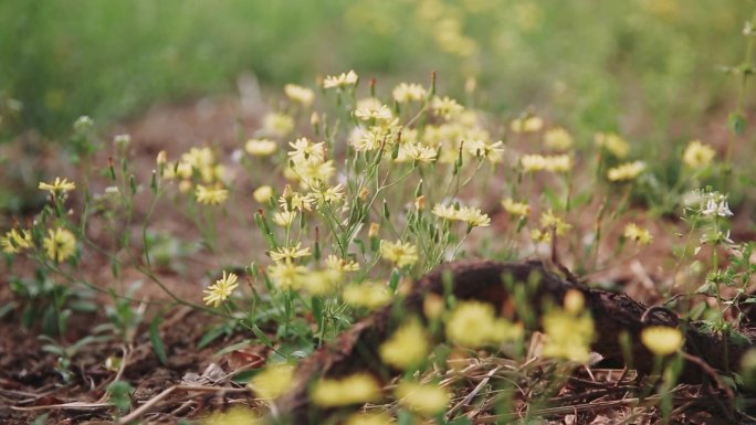 小野菊