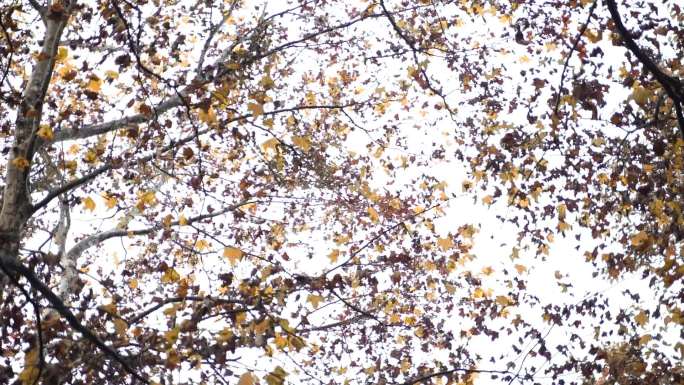 秋叶林，秋天金黄色的树林，金秋梧桐树林