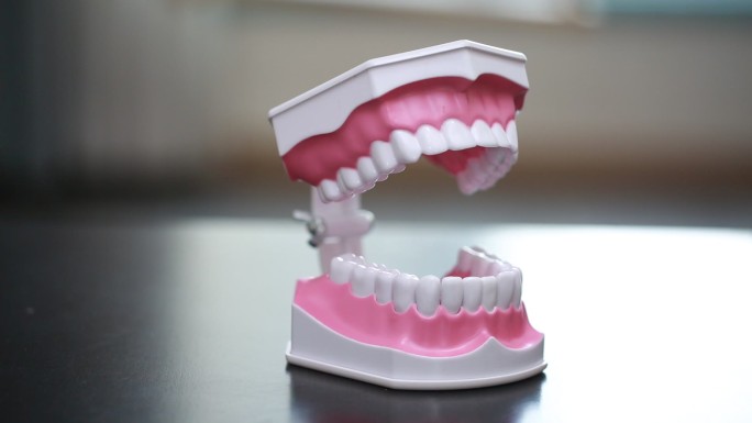 牙齿模型演示刷牙方法 (11)