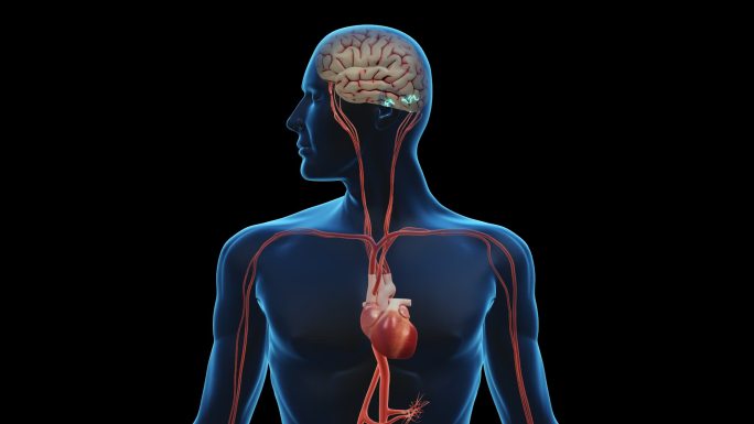 调节神经改善血管循环