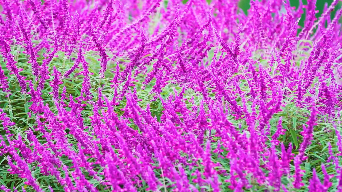薰衣草花海紫色花开普罗旺斯紫红色花薰衣草