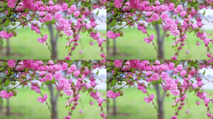 春天盛开的重瓣榆叶梅