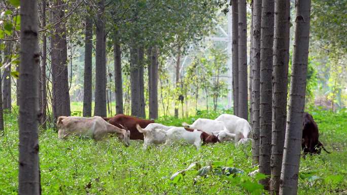 树林中的羊群