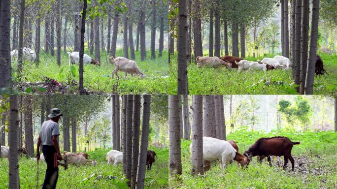 树林中的羊群