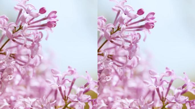 春天盛开的丁香花