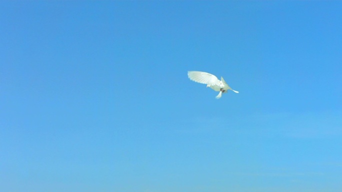 一只鸽子飞越天空的超慢镜头