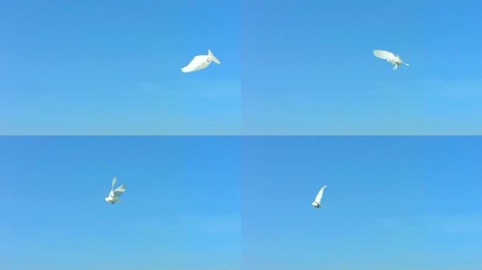 一只鸽子飞越天空的超慢镜头