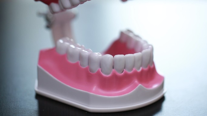 牙齿模型演示刷牙方法 (1)