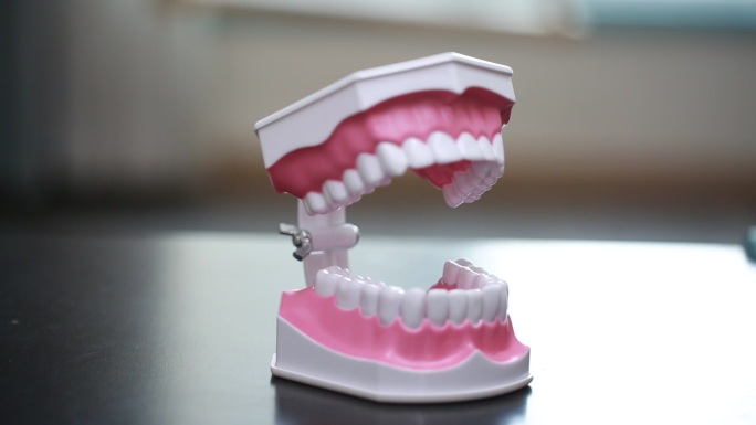 牙齿模型演示刷牙方法 (12)
