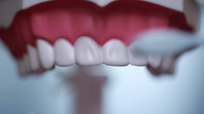 牙齿模型演示刷牙方法 (8)