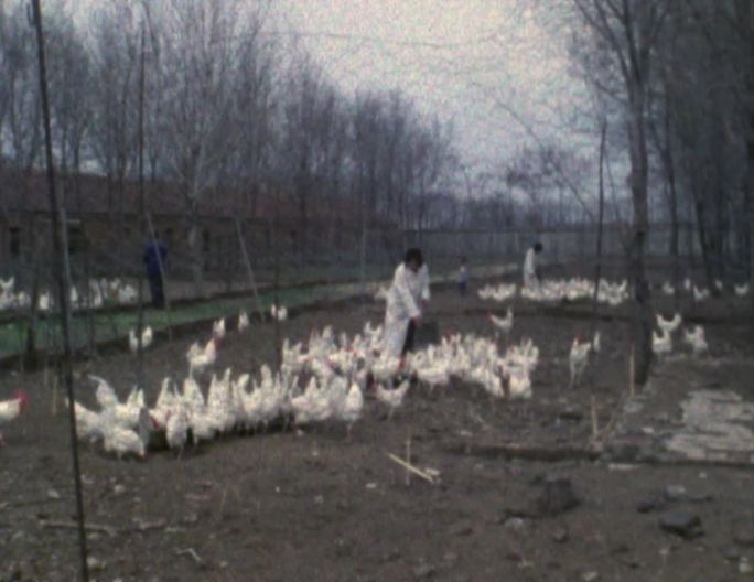 80年代农户散养大规模蛋鸡养殖场供应处