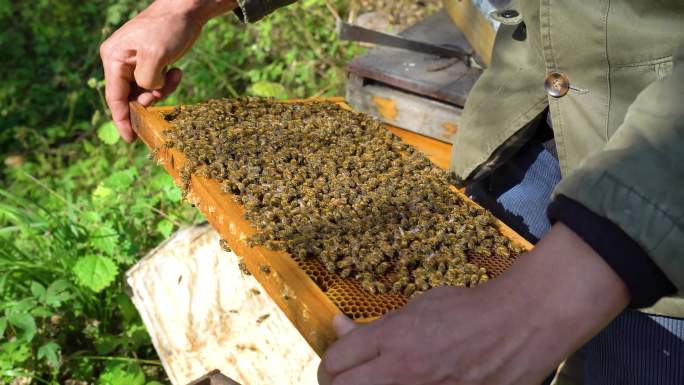 4K蜜蜂养蜂人蜂箱