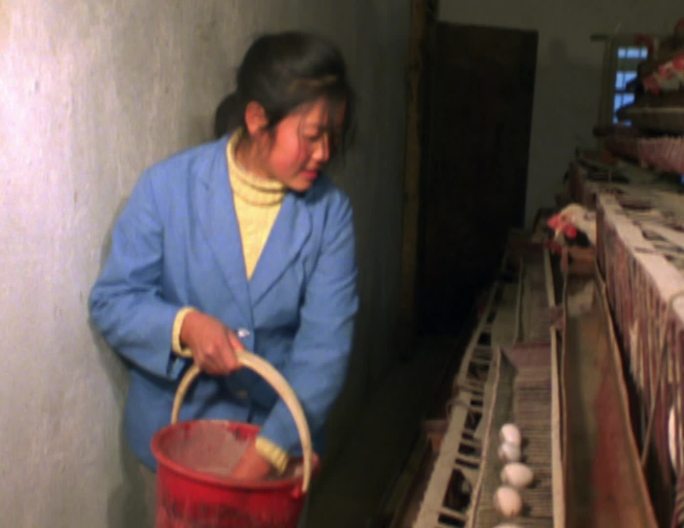 80年代养殖场鸡舍收鸡蛋