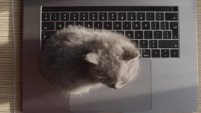 坐在笔记本电脑上的小猫