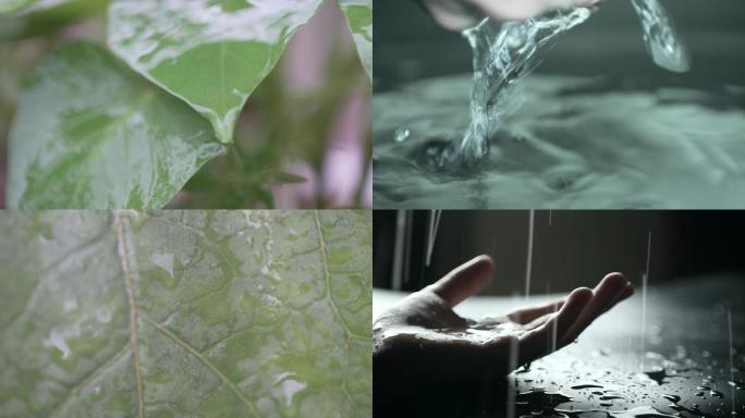水滴绿色植物