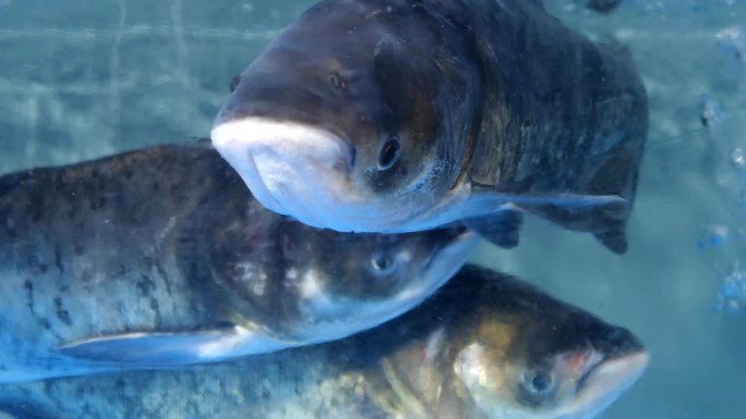 餐厅里各种鱼石斑鱼海鲜视频