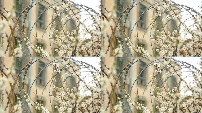 带刺铁丝网篱笆上的春花