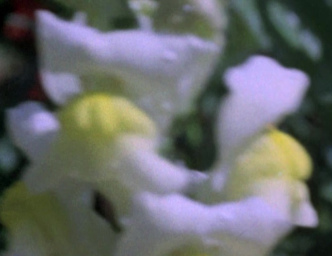 70年代80年代农场风景花朵牡丹花