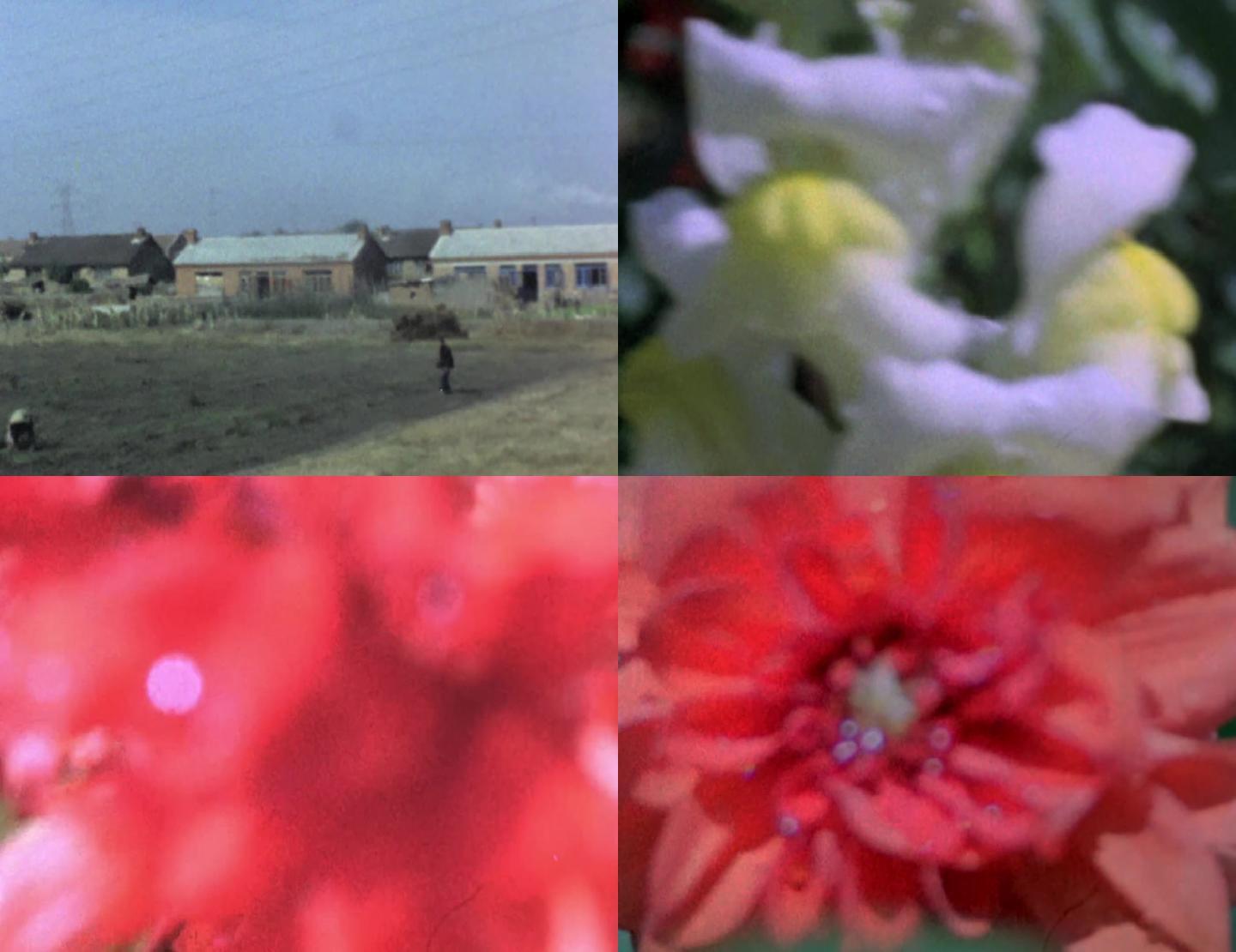 70年代80年代农场风景花朵牡丹花