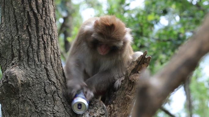 猴子喝罐装啤酒