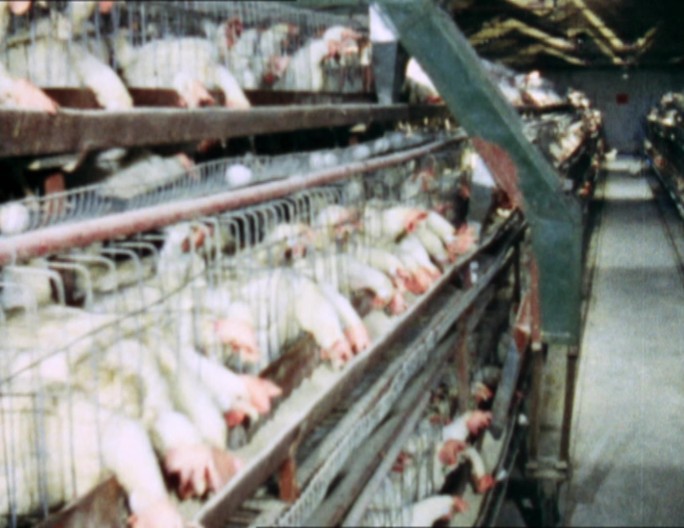 70年代80年代北京半机械化养鸡场养鸡