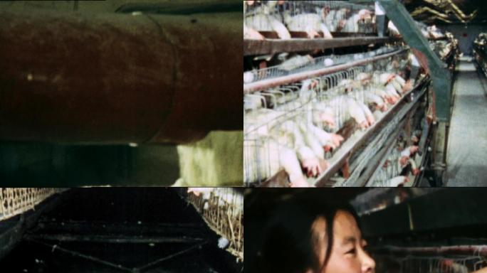 70年代80年代北京半机械化养鸡场养鸡
