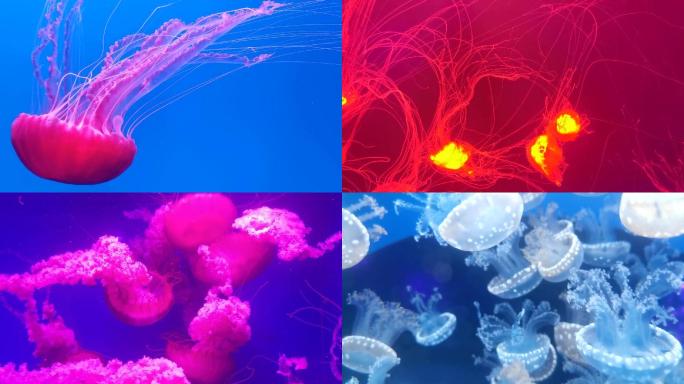 各种各样水母 浮游生物特写镜头