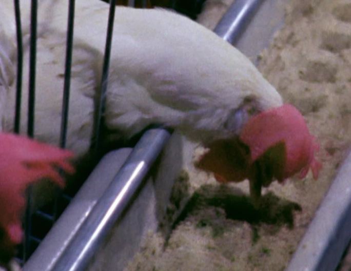 80年代改革开放建设现代化养鸡场科学养鸡