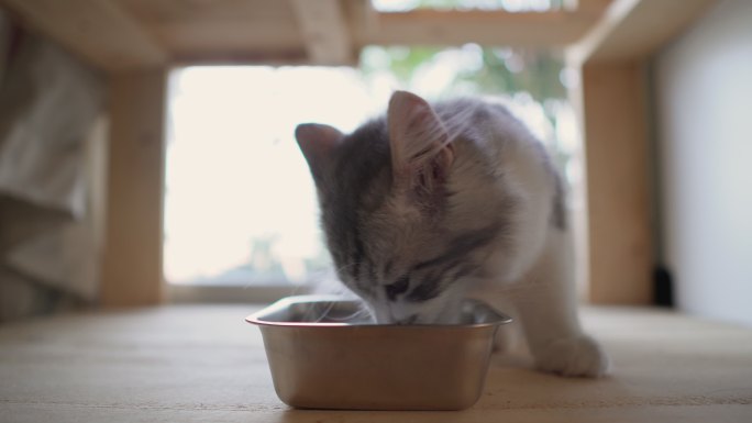 猫咪在猫碗中进食饥饿幼小动物猫