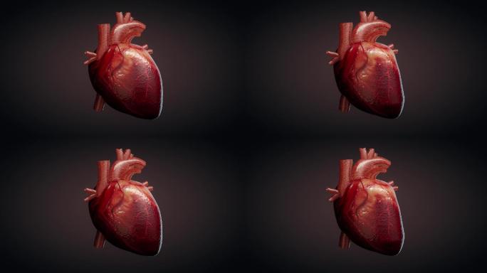 人体心脏跳动的三维动画
