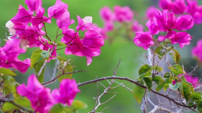 漂亮的叶子花