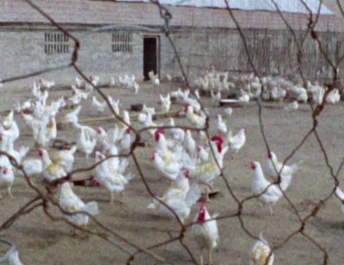 80年代为保证菜篮子供应发展大型养鸡场