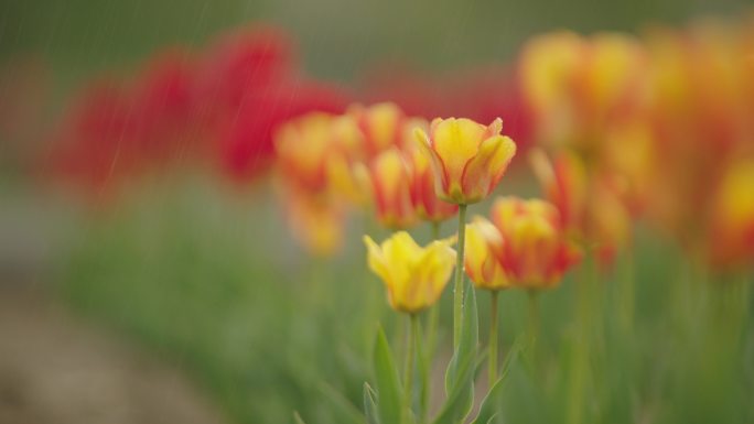 大棚花卉种植花朵康乃馨郁金香