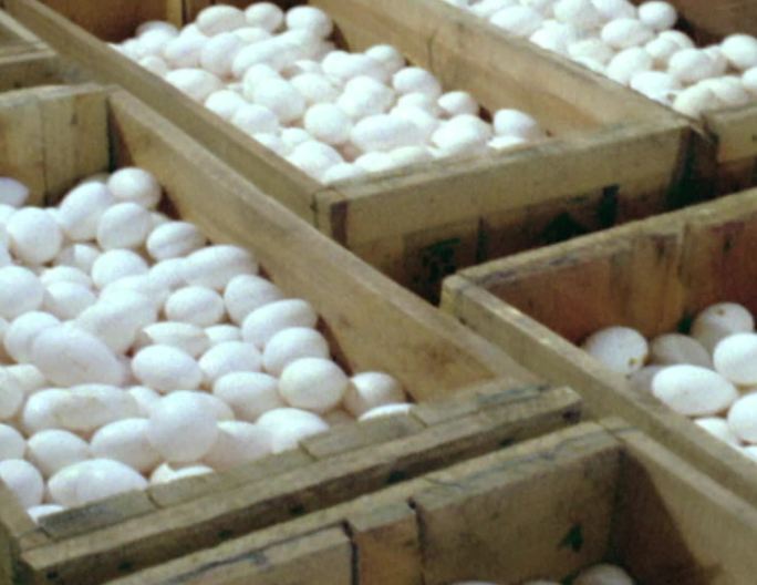 80年代北京养鸡场科学机械化养鸡生产鸡蛋