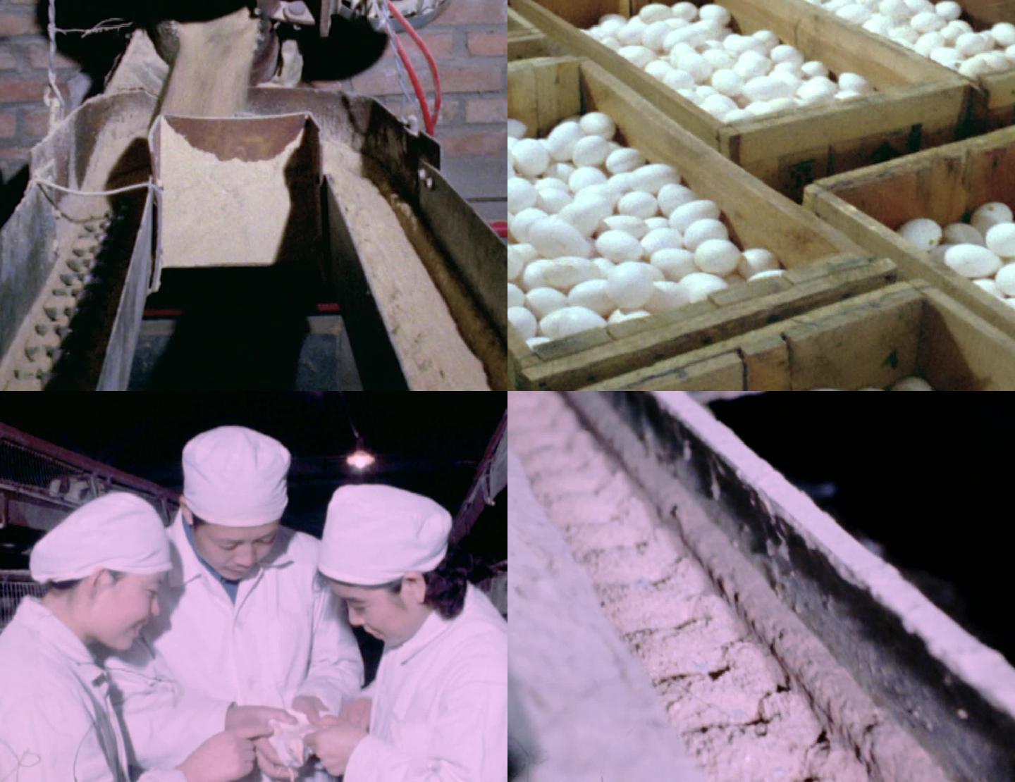 80年代北京养鸡场科学机械化养鸡生产鸡蛋