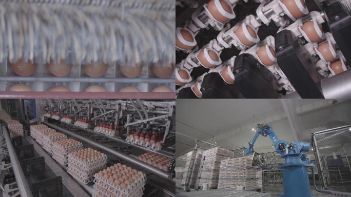 现代化机械化养鸡场筛选检测消毒打包鸡蛋