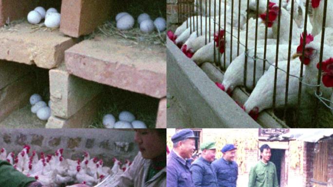 80年代小农经济农户散养鸡收鸡蛋
