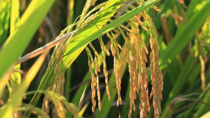 4K实拍秋天田野谷子特写7组
