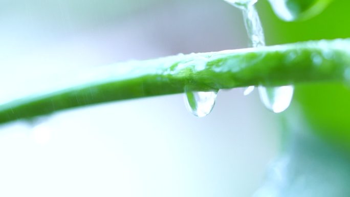 水滴落下叶子花朵