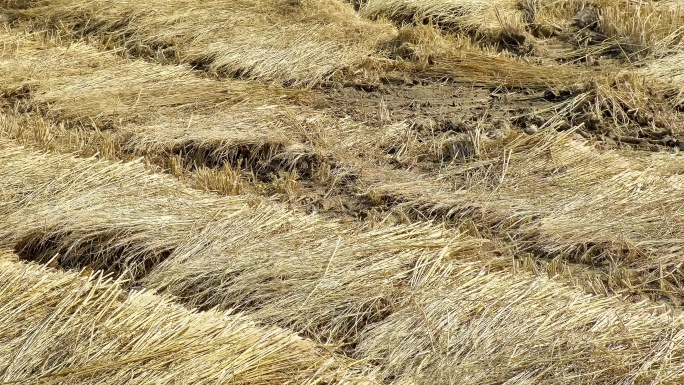 稻草-编织-农业资料