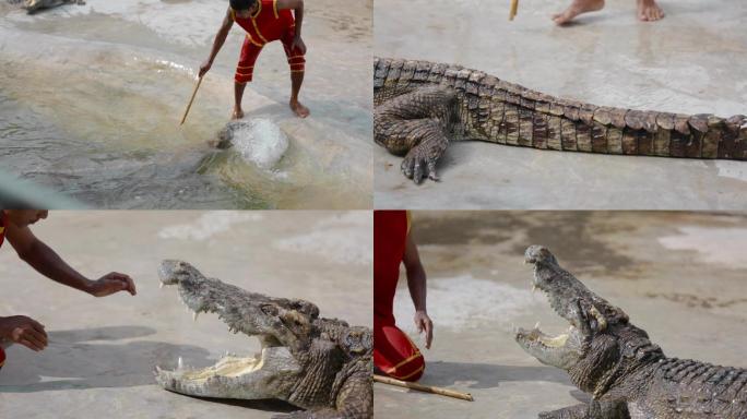 泰国旅游视频泰国驯兽师鳄鱼表演特写
