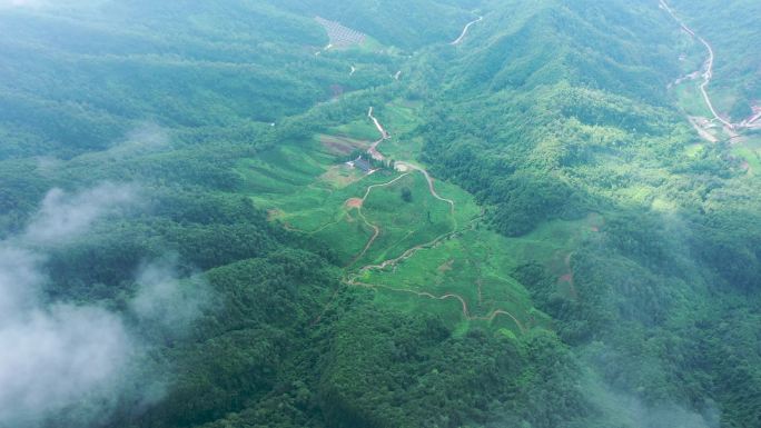 4K航拍陕西巴山秦岭高山云雾茶园