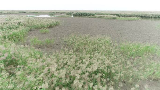 辽河湿地自然保护区（4K50帧）