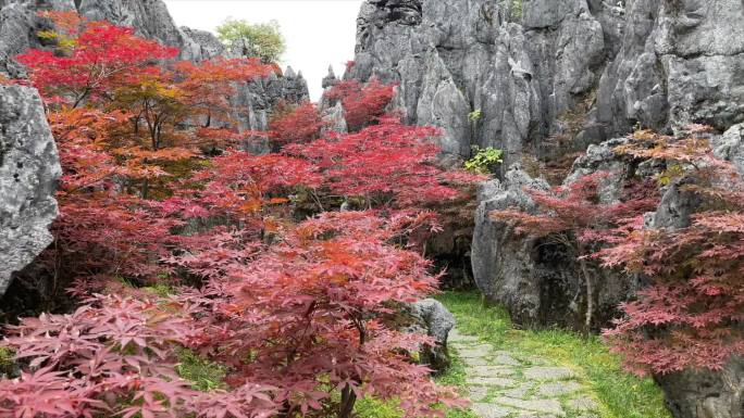 石林红枫叶微风固定镜头