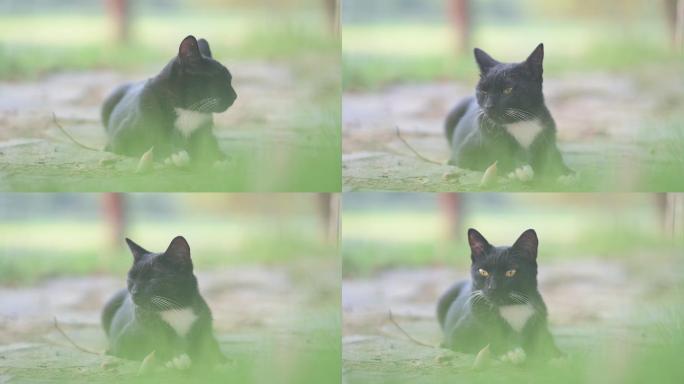 湿地公园的黑猫