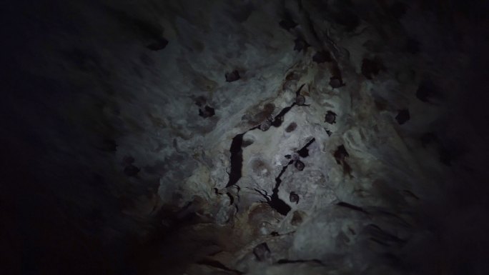 在泰国一个黑暗的山洞里，蝙蝠挂在墙上